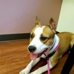 Orefield Veterinary Clinic