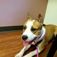 Orefield Veterinary Clinic ico