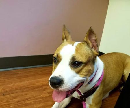Orefield Veterinary Clinic