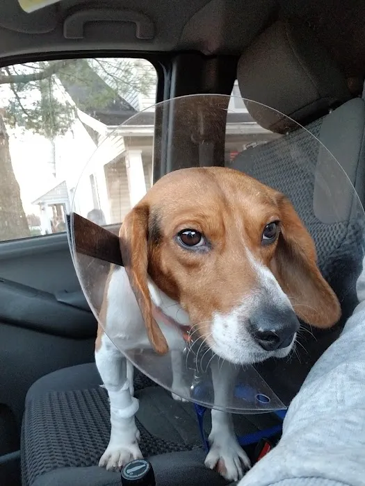 Orefield Veterinary Clinic Picture 7