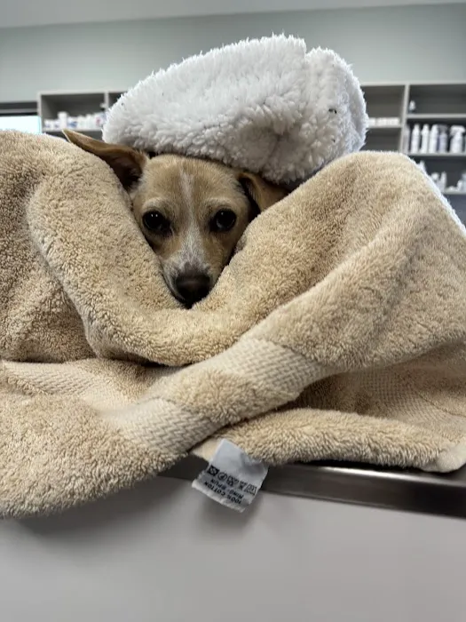West Lehigh Veterinary Care Picture 8