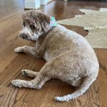 Petco