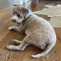 Petco ico