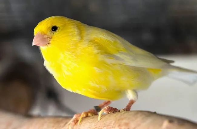 Colorful Canary Picture 1