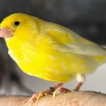 Colorful Canary