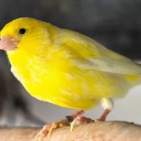 Colorful Canary ico
