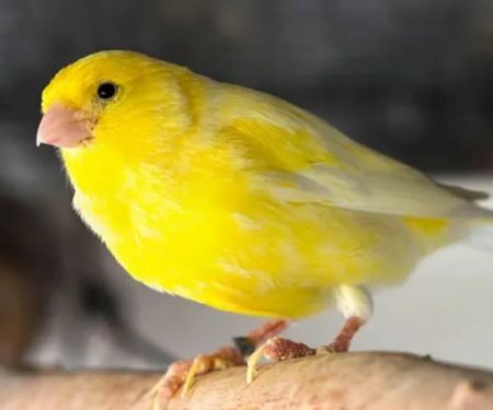 Colorful Canary