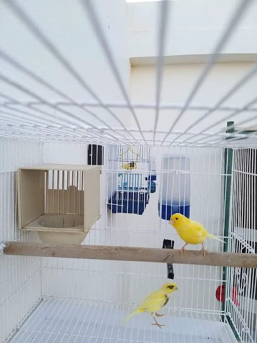 Colorful Canary Picture 2