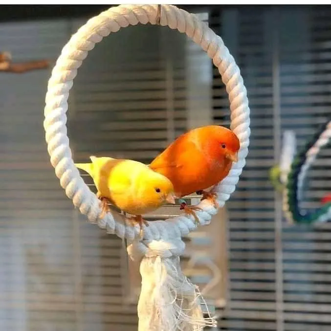 Colorful Canary Picture 5