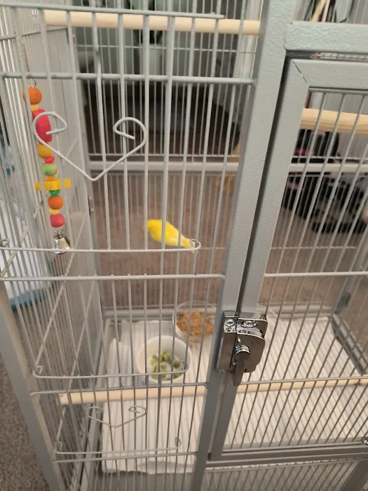 Colorful Canary Picture 6
