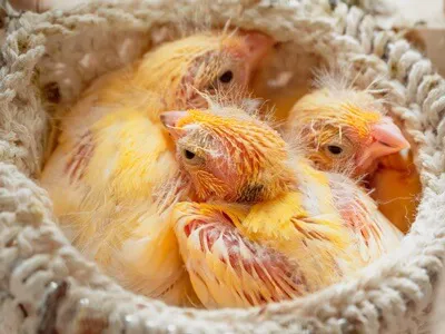 Colorful Canary Picture 4
