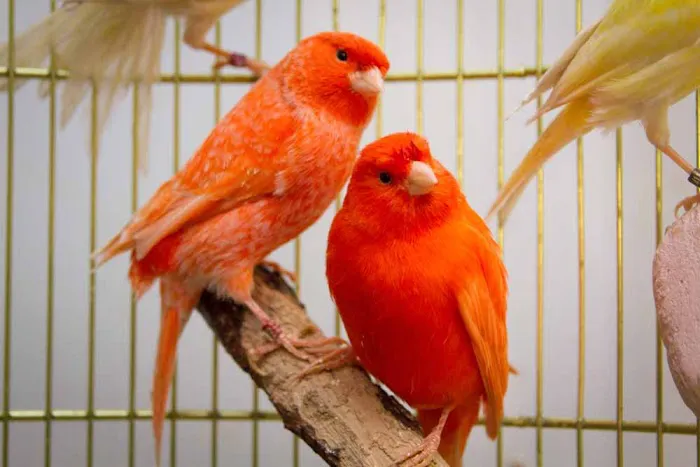 Colorful Canary Picture 7