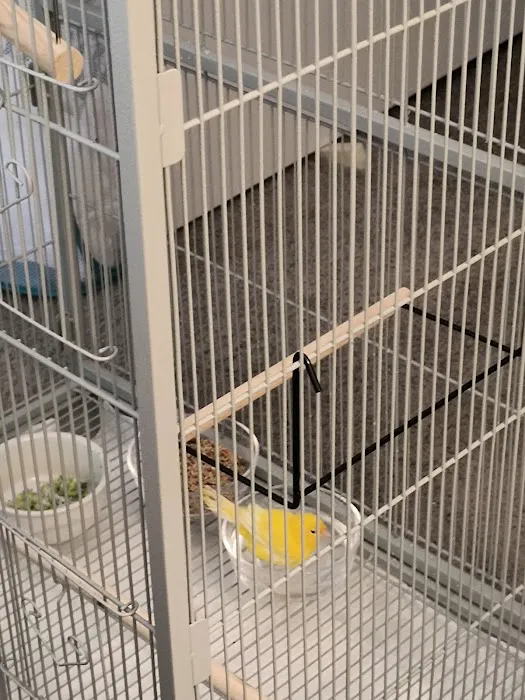 Colorful Canary Picture 10