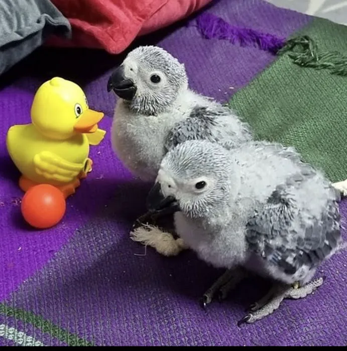 Grey parrot & Birds Picture 3