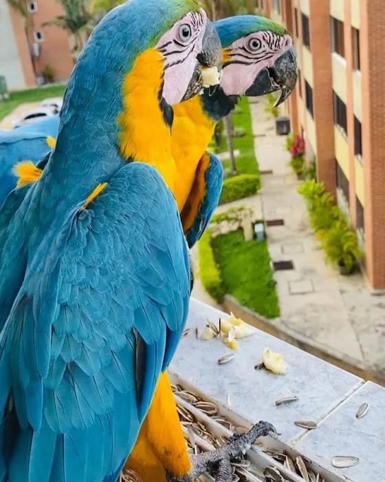 Grey parrot & Birds Picture 1