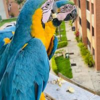 Grey parrot & Birds ico