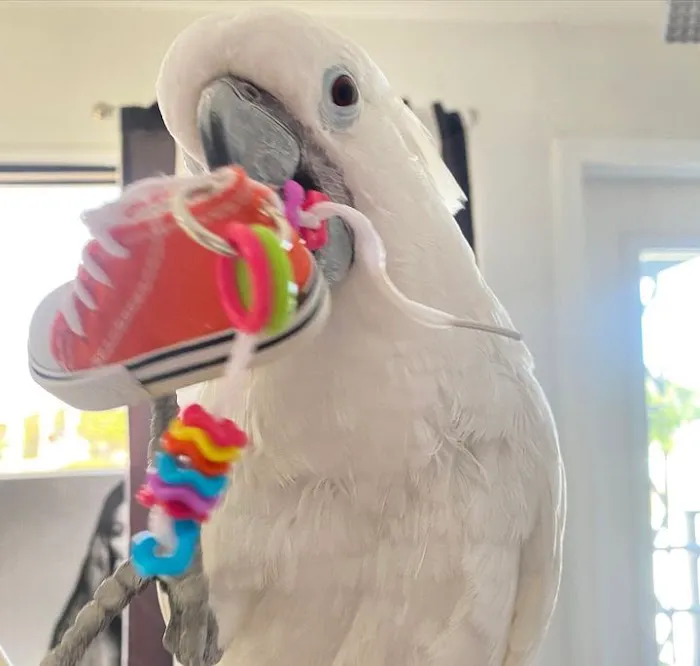 Grey parrot & Birds Picture 5
