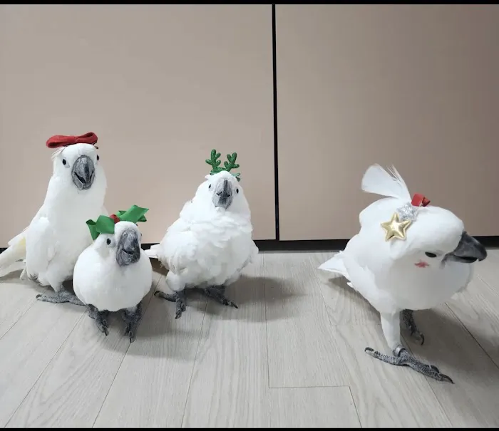 Grey parrot & Birds Picture 4