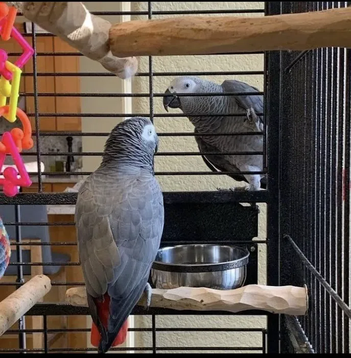Grey parrot & Birds Picture 6