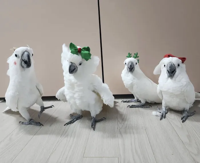 Grey parrot & Birds Picture 9