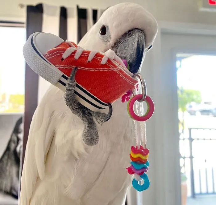 Grey parrot & Birds Picture 8