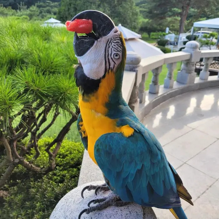 Grey parrot & Birds Picture 10