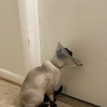 Basin Run Animal Hospital