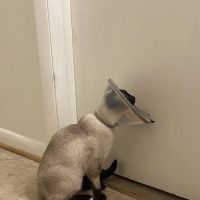Basin Run Animal Hospital ico