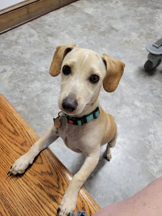 Basin Run Animal Hospital Picture 4