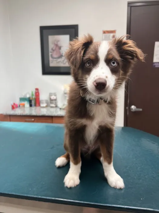 Basin Run Animal Hospital Picture 7