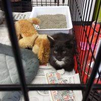 Petco ico