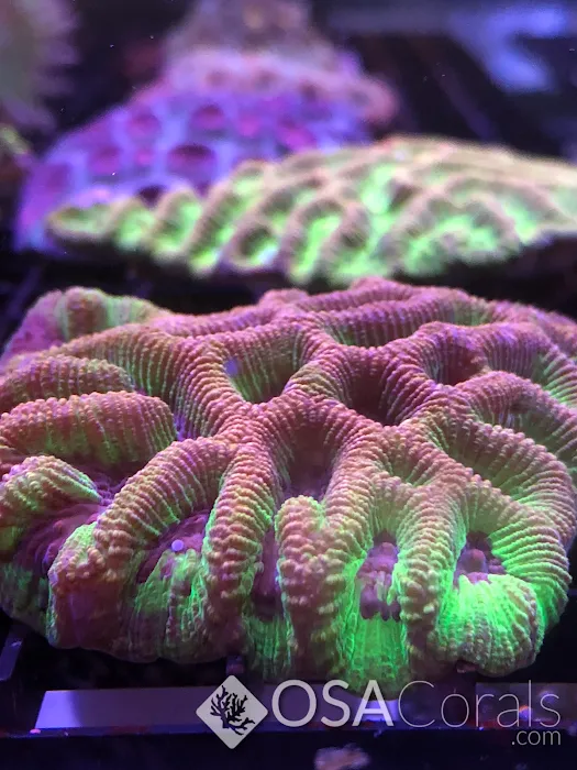 OSA Aquarium Superstore & Services -Coventry RI Picture 6