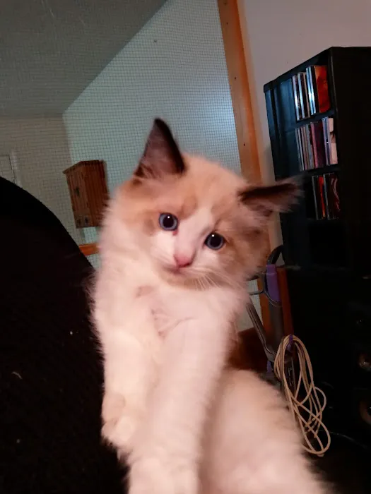 Castletopdolls Ragdolls Picture 3