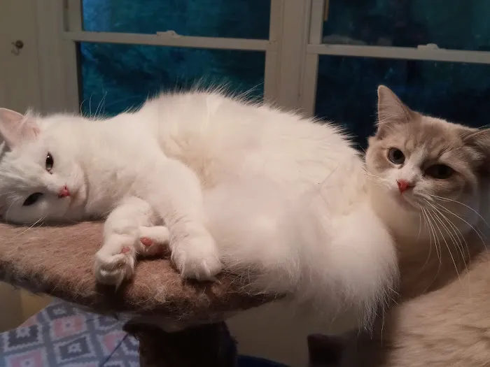 Castletopdolls Ragdolls Picture 2