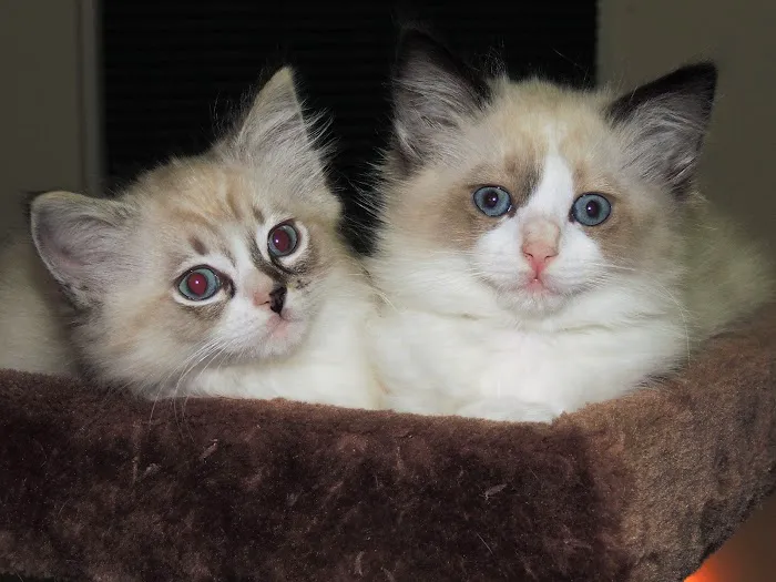 Castletopdolls Ragdolls Picture 1