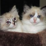 Castletopdolls Ragdolls