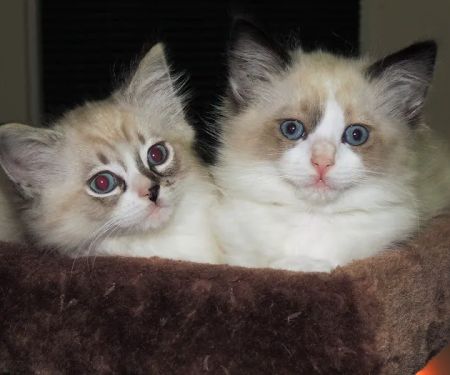 Castletopdolls Ragdolls