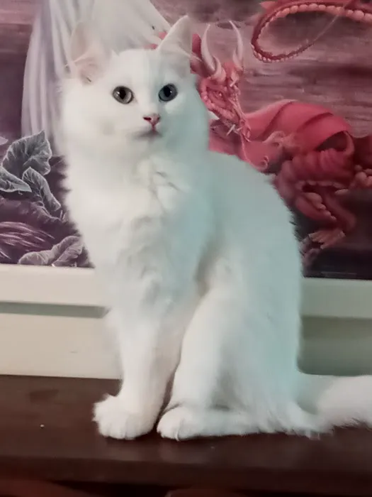 Castletopdolls Ragdolls Picture 6