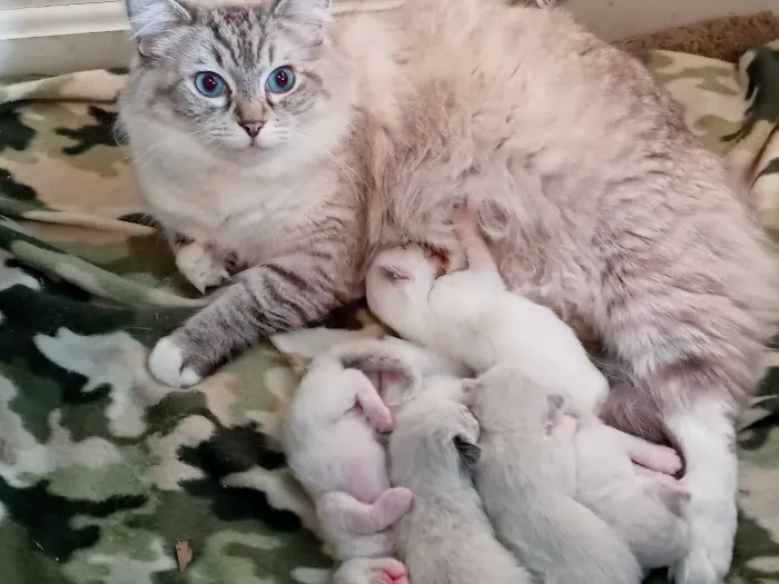 Castletopdolls Ragdolls Picture 4