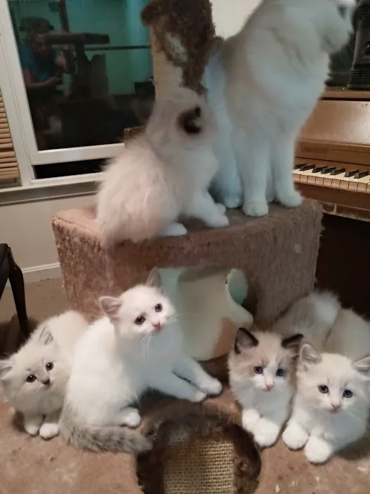 Castletopdolls Ragdolls Picture 7