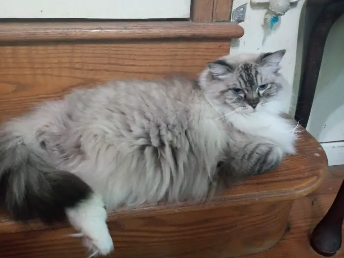 Castletopdolls Ragdolls Picture 9