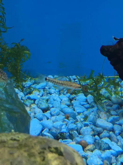 A’s Aquatics & Pet Store Picture 1