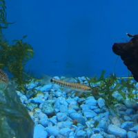 A’s Aquatics & Pet Store ico