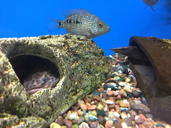 A’s Aquatics & Pet Store Picture 4