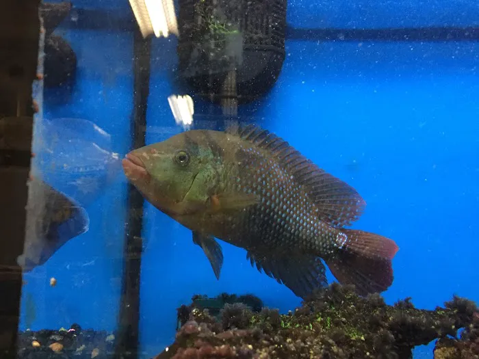 A’s Aquatics & Pet Store Picture 9