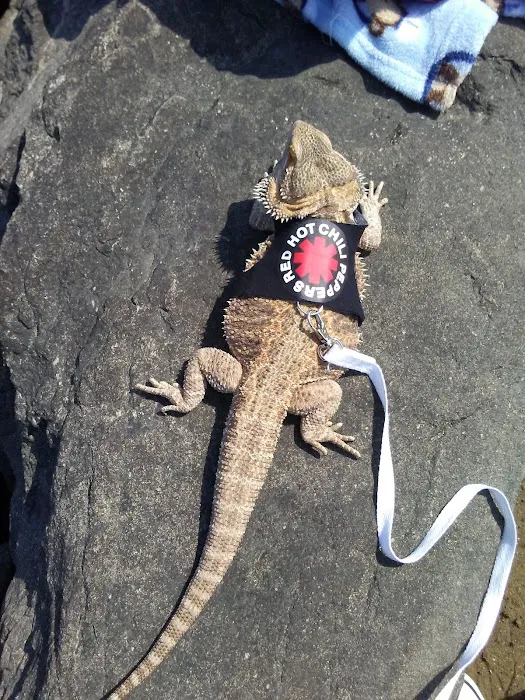A’s Aquatics & Pet Store Picture 5