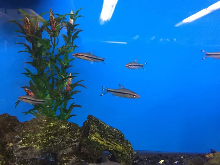 A’s Aquatics & Pet Store Picture 7