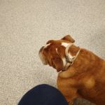 Wakefield Animal Hospital