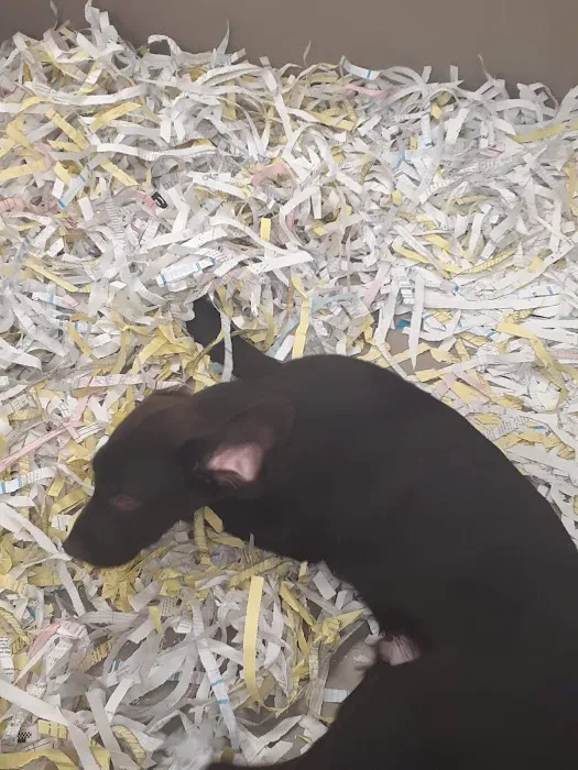 The Perfect Puppy Picture 1