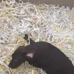 The Perfect Puppy
